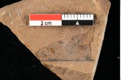 Foto (Detailansicht) von Phyllerium palaeocassiae Ettingshausen (NHMW-GEO-2024-0188-0014)